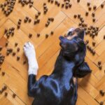 Dry dog food dispersed on the floor, as a dog is trying to eat them up one by one.