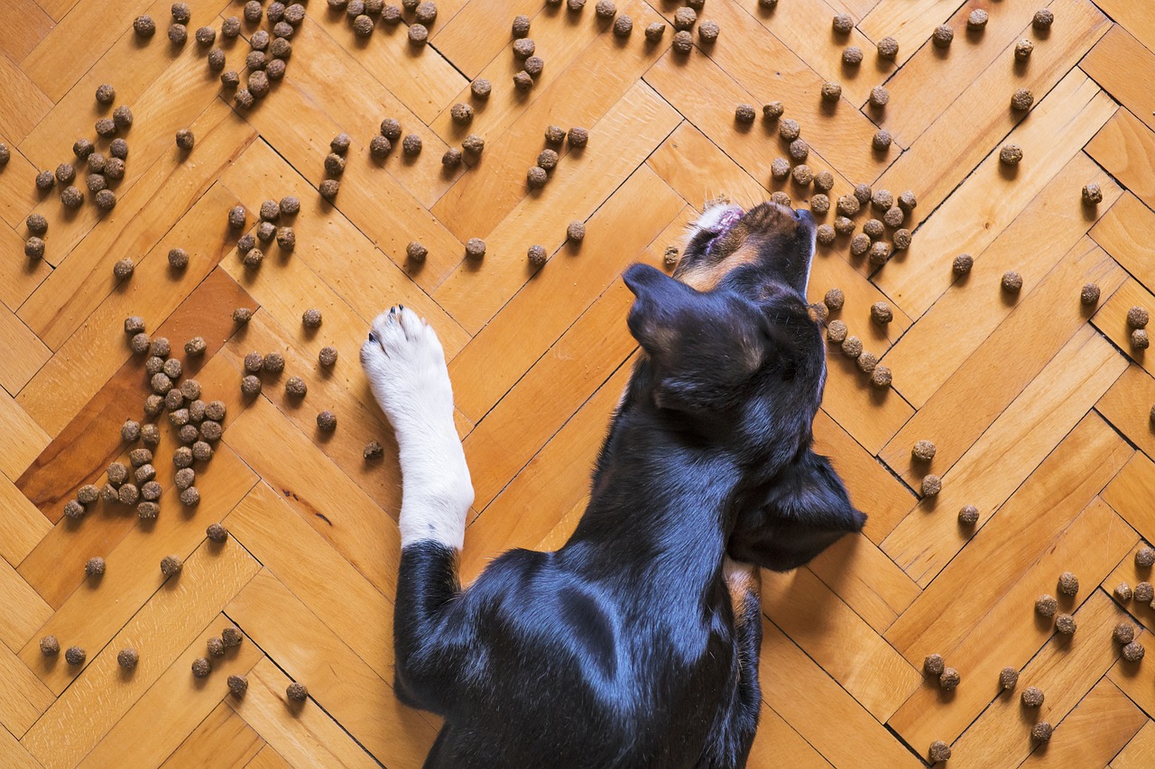 Dry dog food dispersed on the floor, as a dog is trying to eat them up one by one.