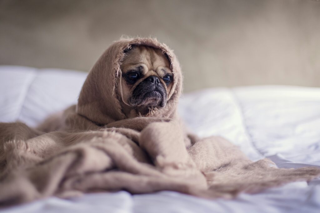 Small dog covered in a blanket, only its face sticks out.