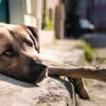 Elder dog looking into the camera.