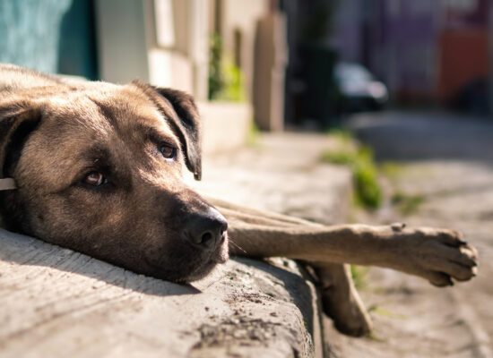 Elder dog looking into the camera.