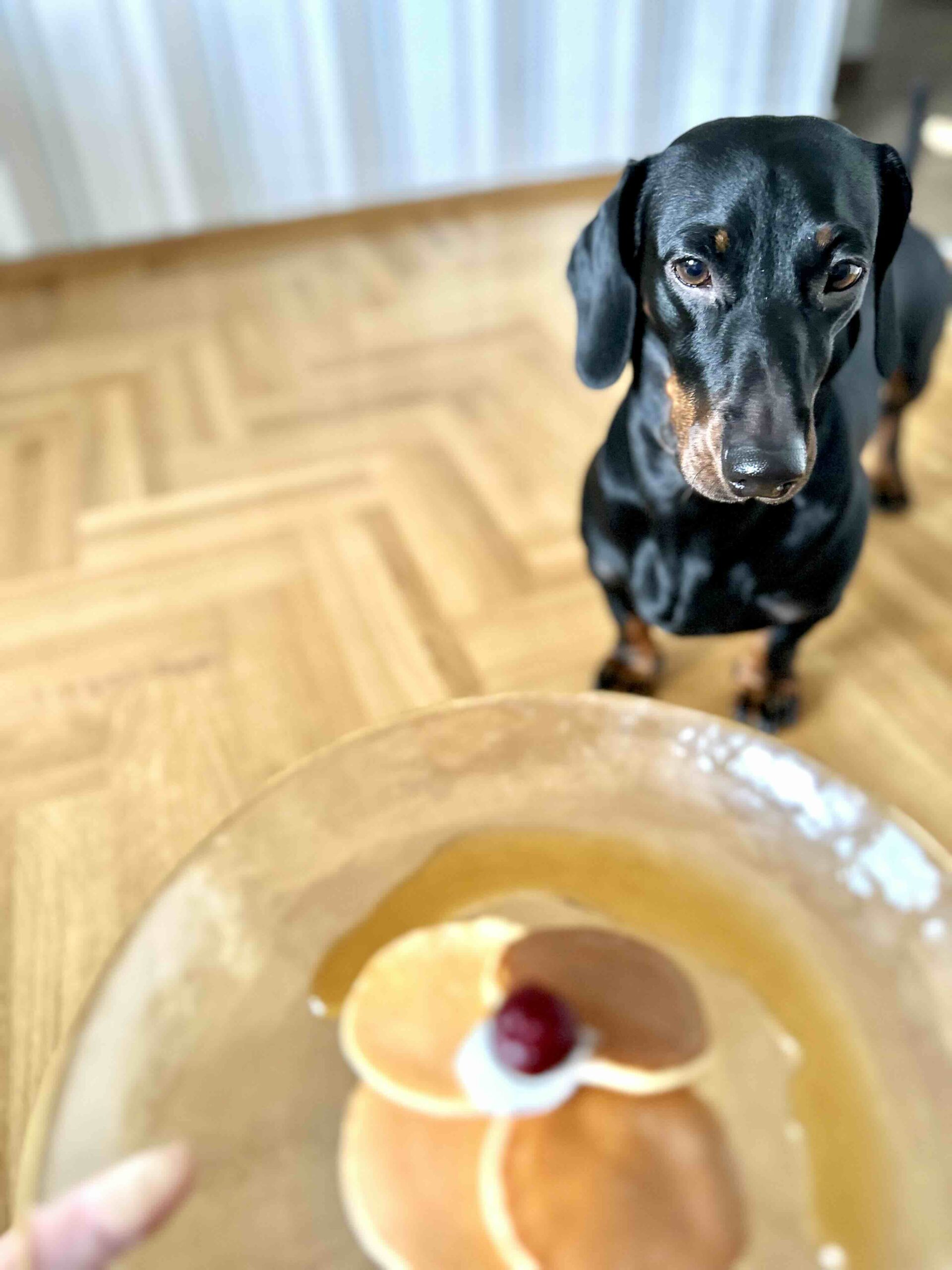 Dog-friendly pancake recipe.